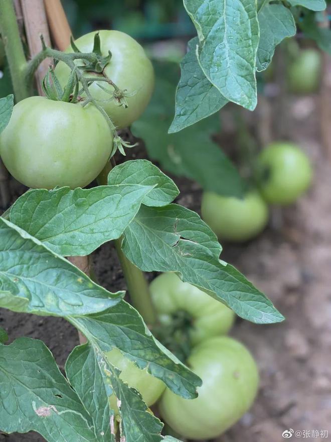 43岁女演员独居老房子家里全是破烂却是无数人理想中的家！(图11)