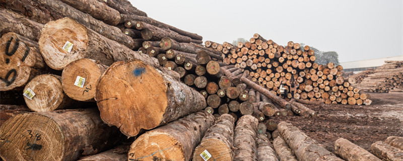 水曲柳有哪些优缺点 水曲柳的优缺点(图1)