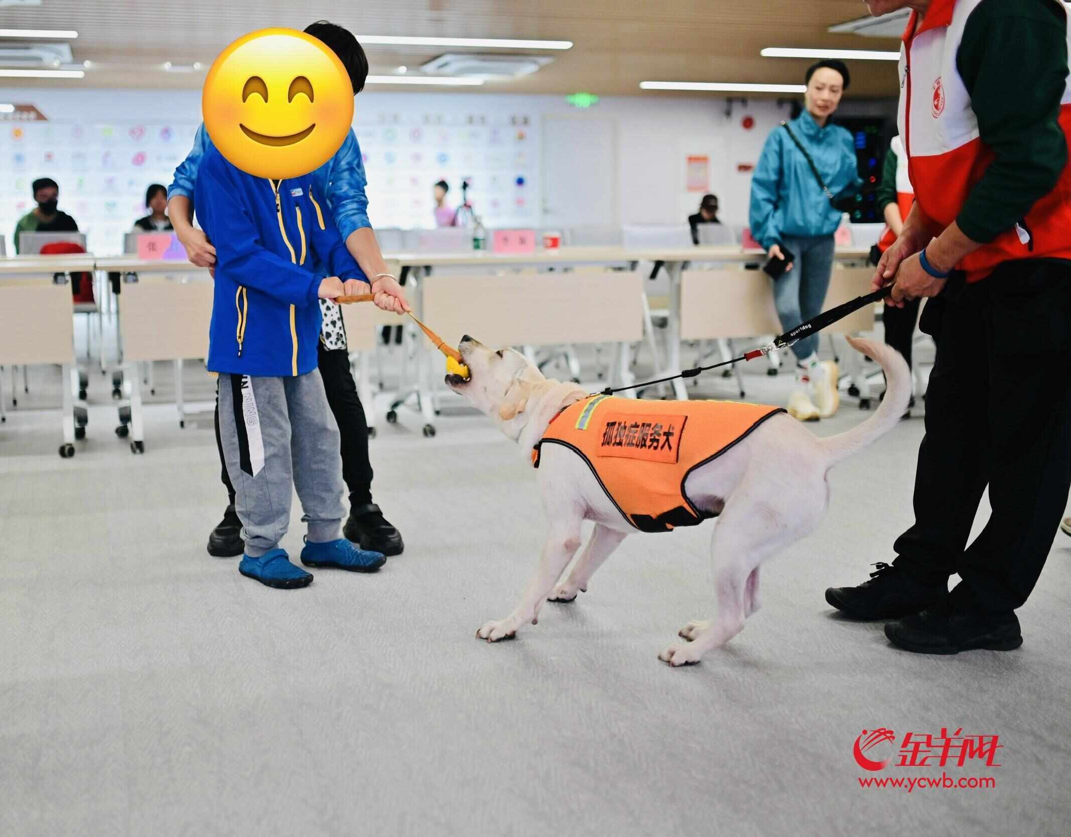 孤独症服务犬亮相广州将进入机构和家庭守护“星星的孩子”(图2)